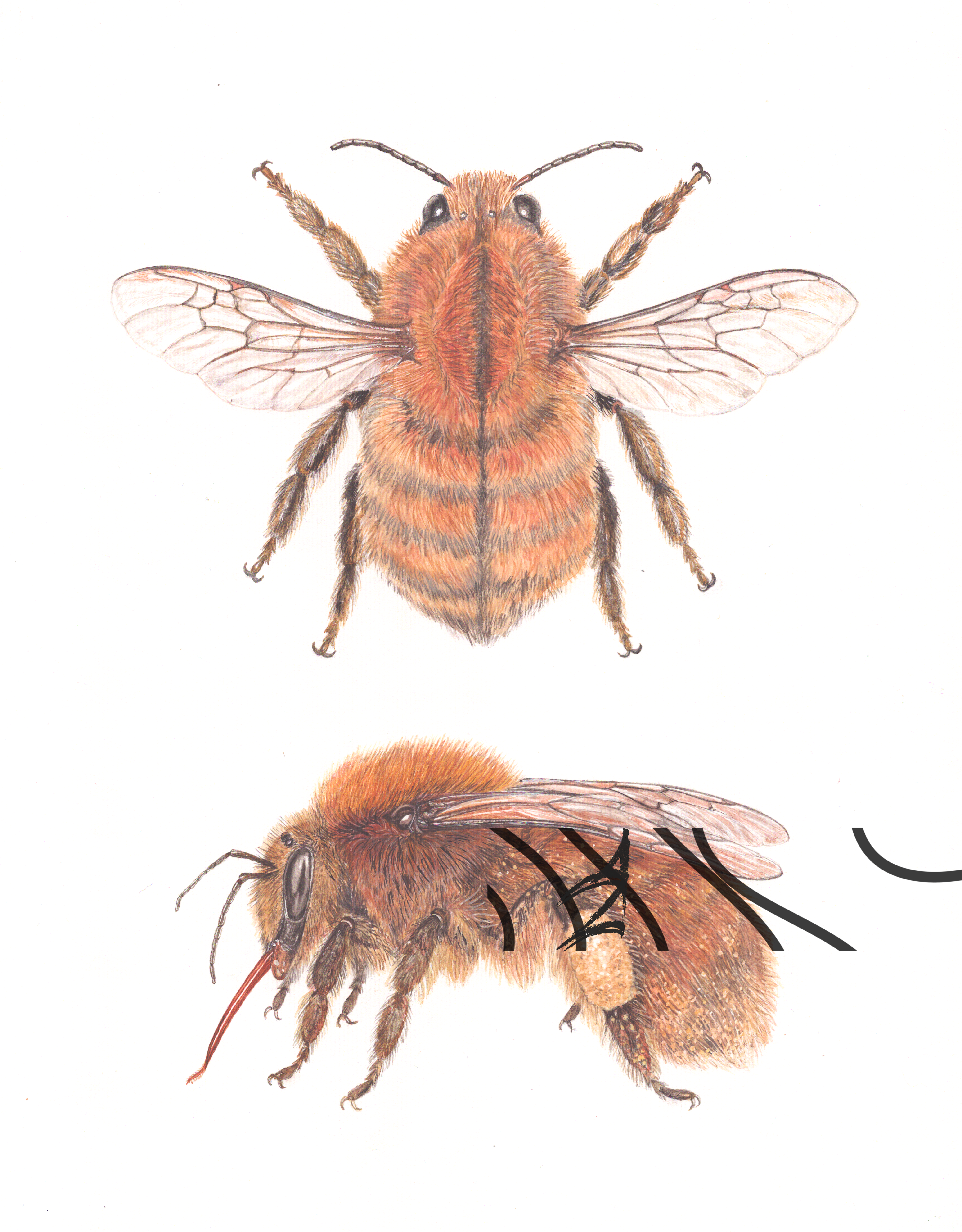 Bombus muscorum