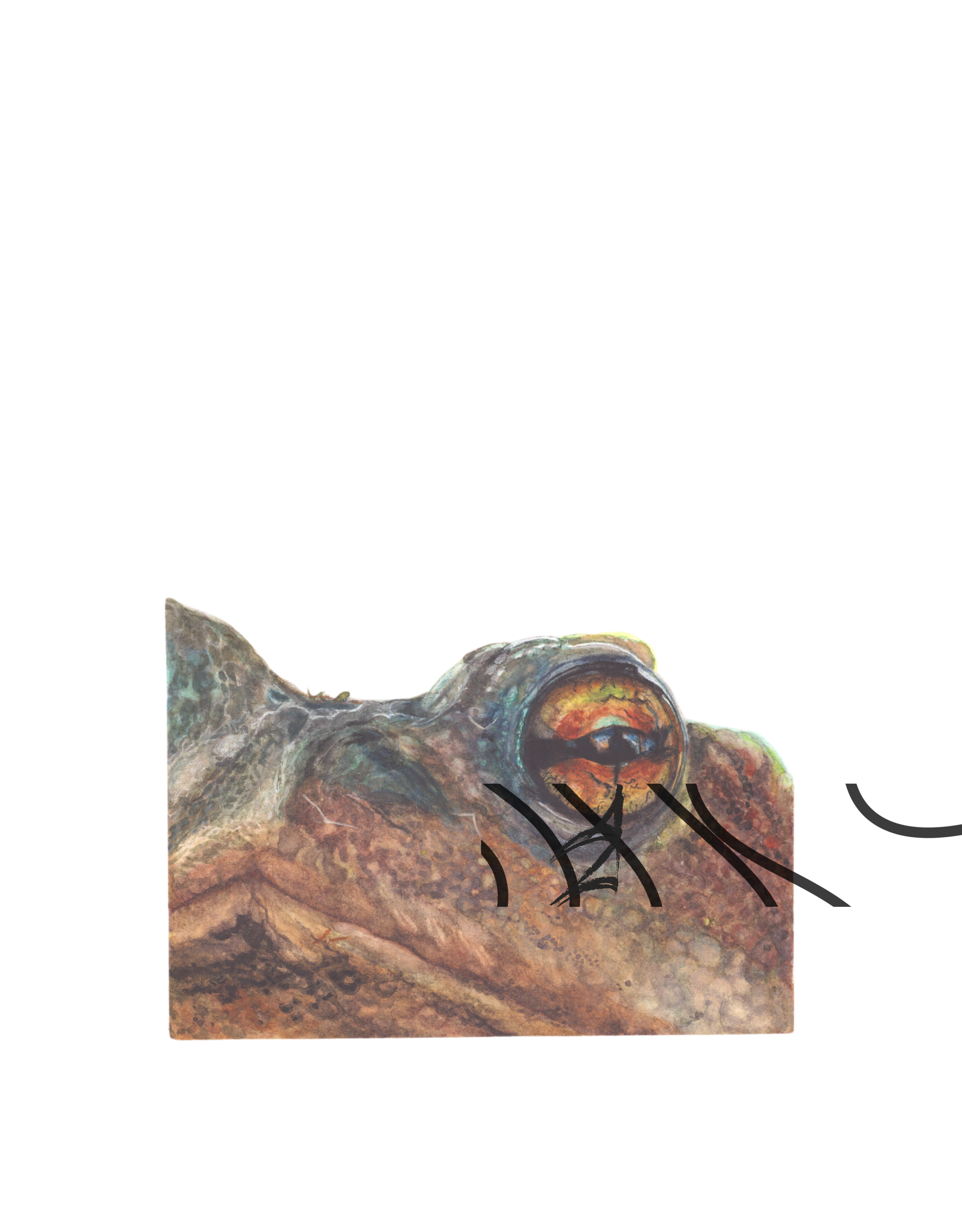 Bufo bufo