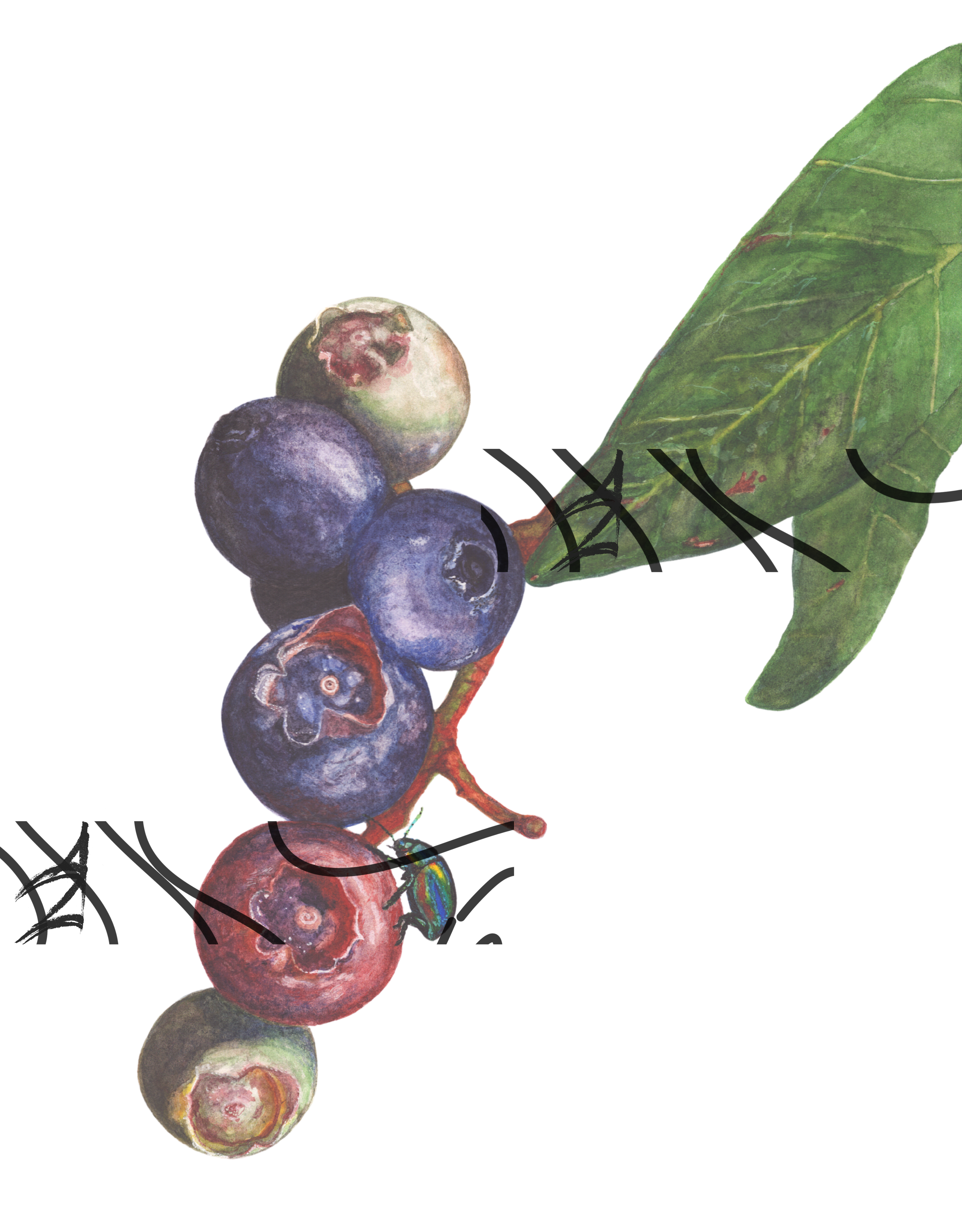 Vaccinium corymbosum
