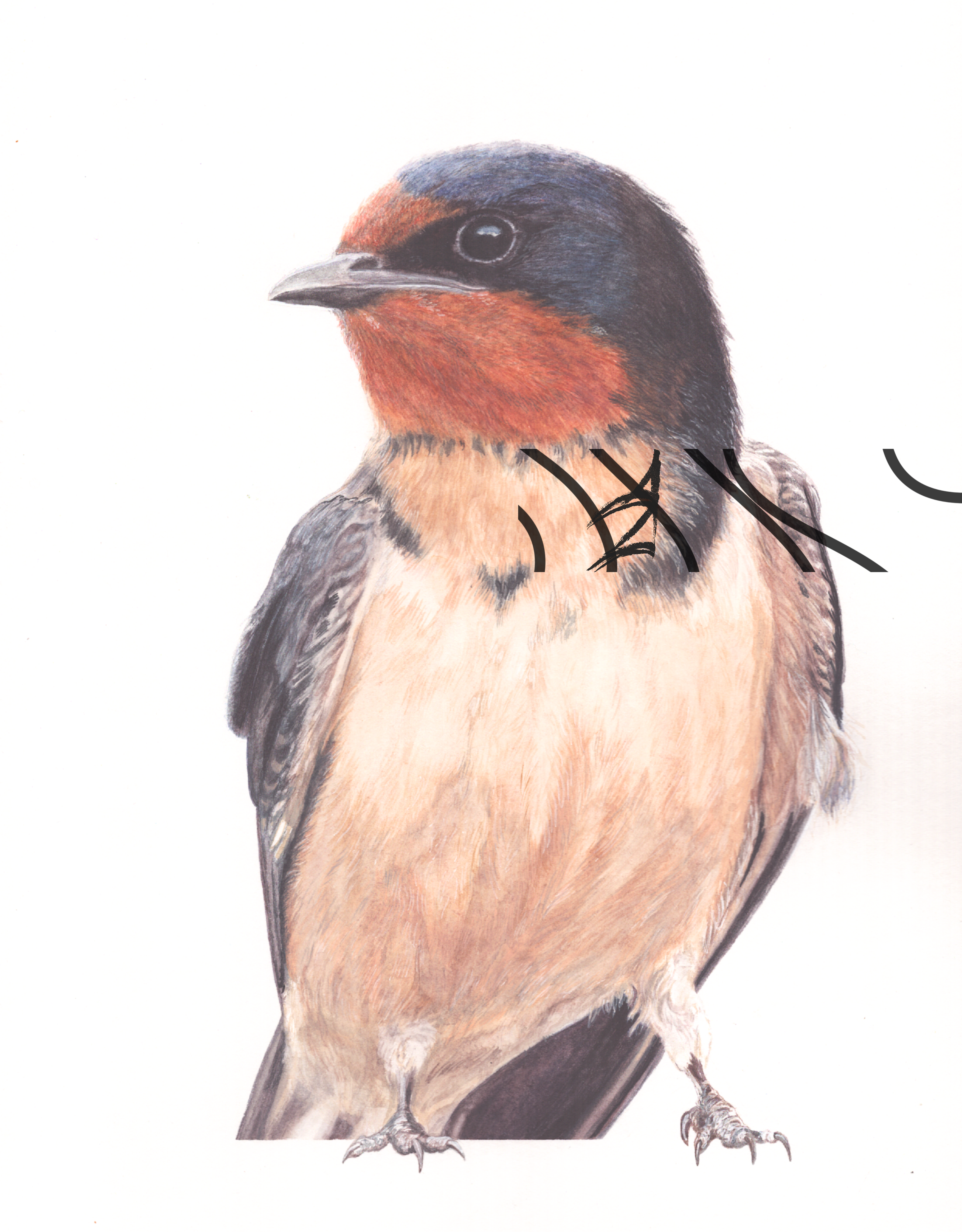 Hirundo rustica