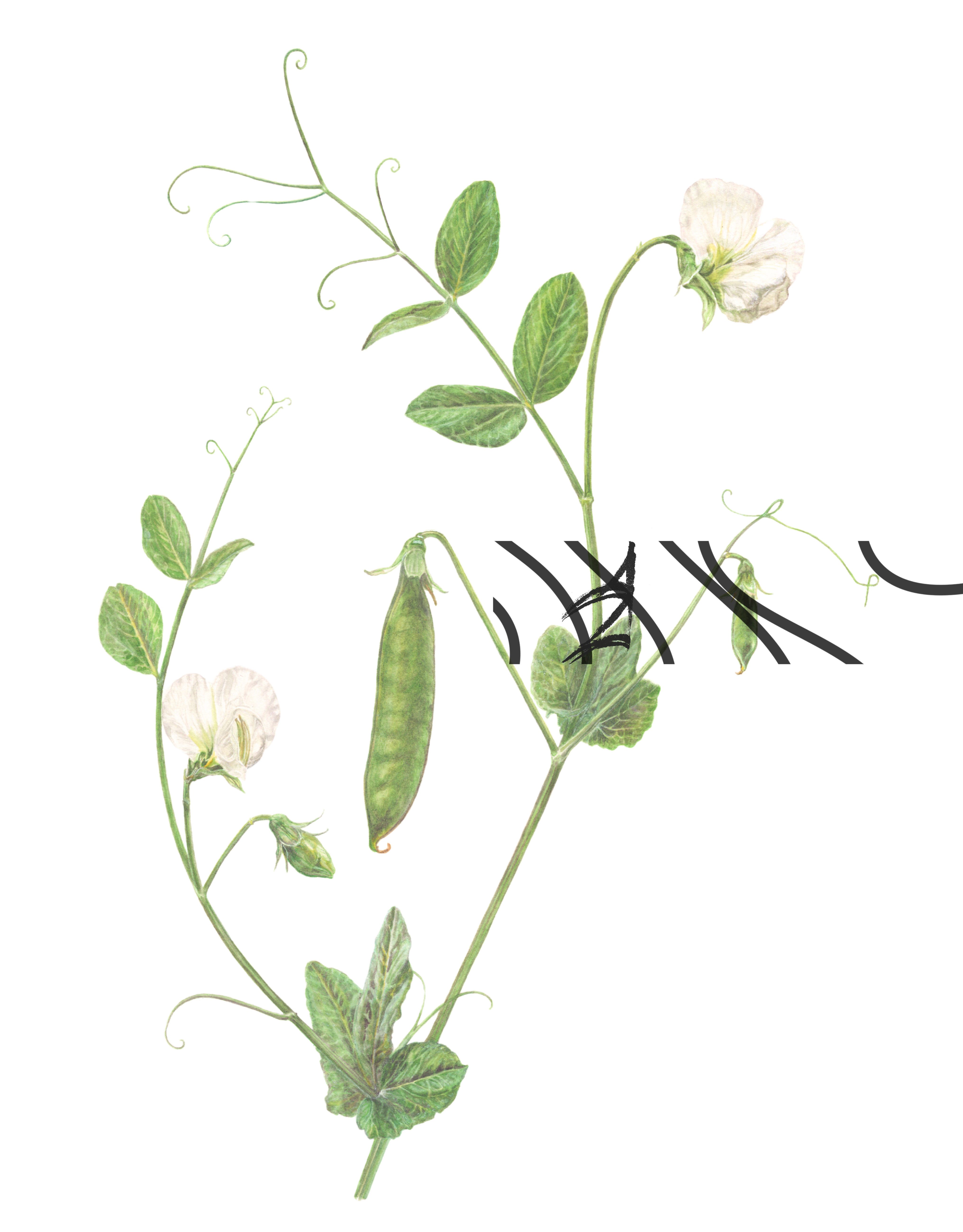 Pisum sativum