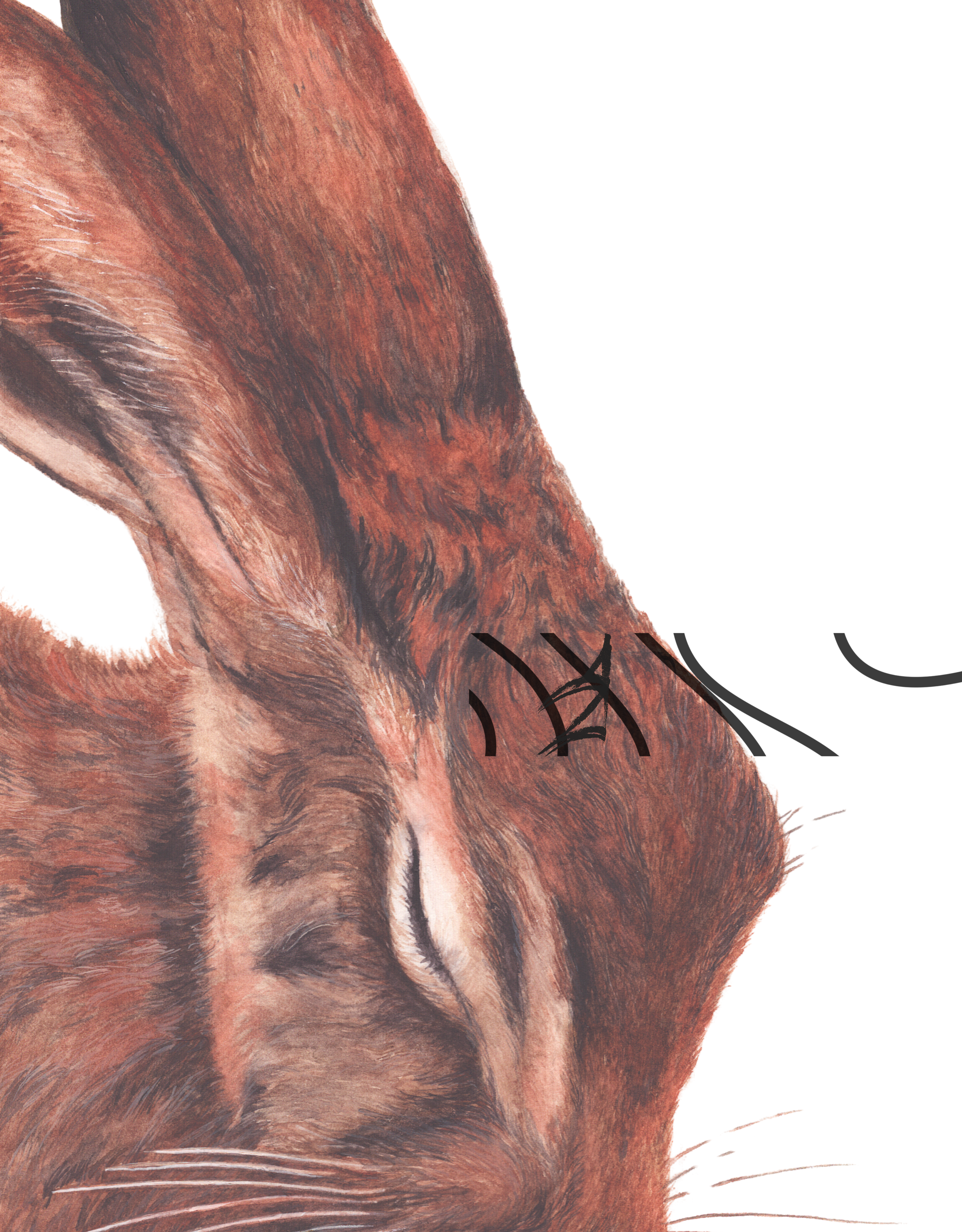 Lepus europaeus