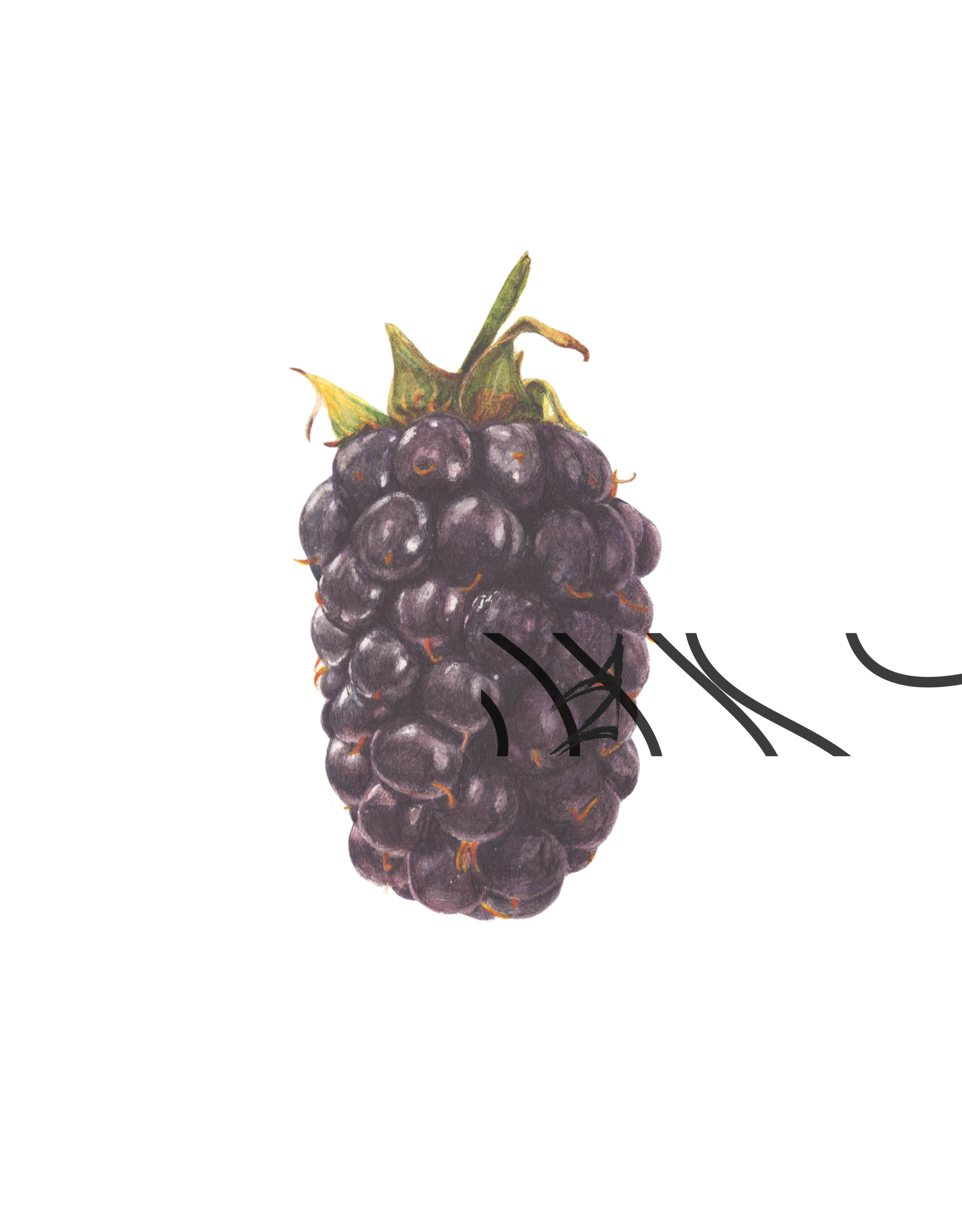 Rubus fruticosus coll.