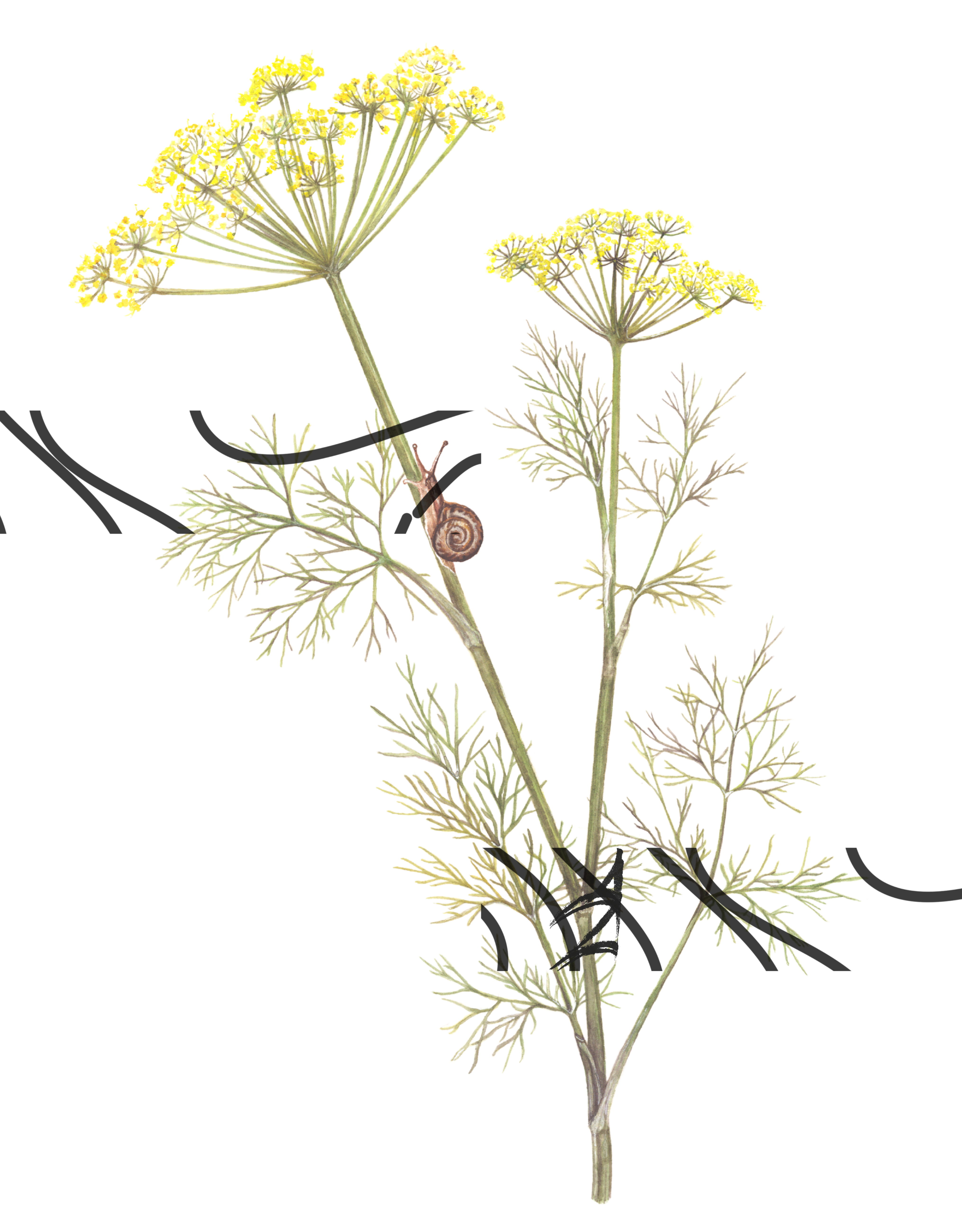 Anethum graveolens