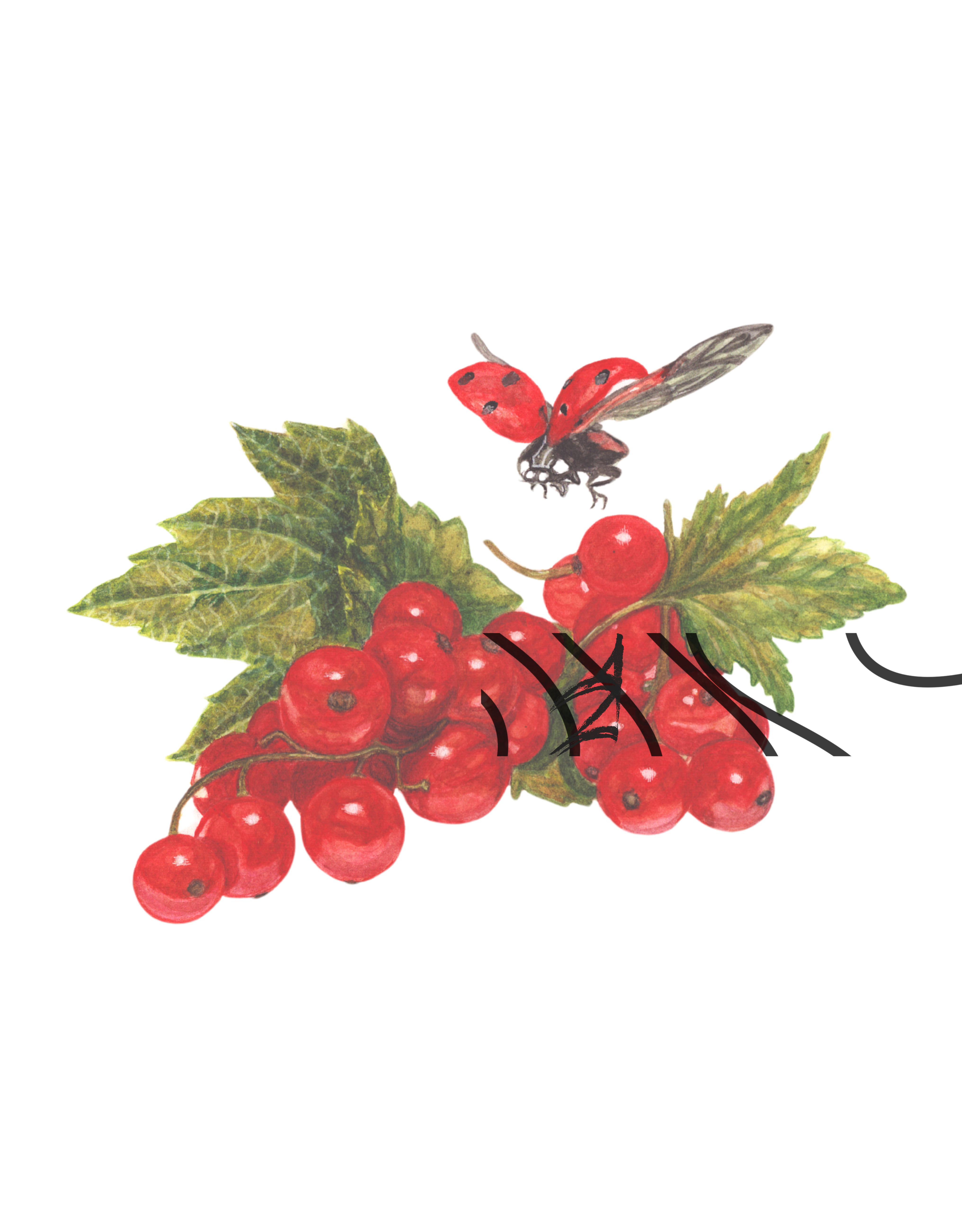 Ribes rubrum