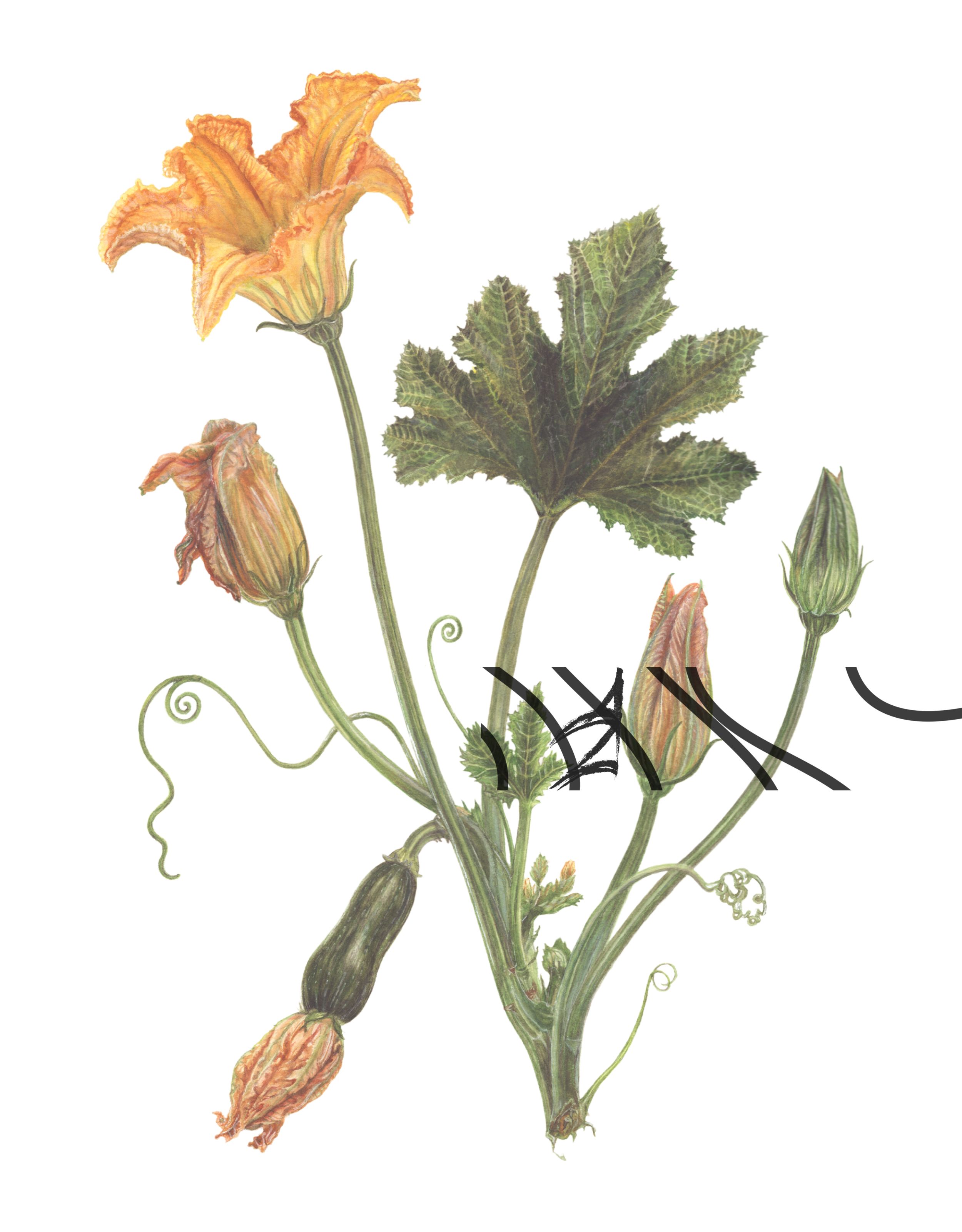 Cucurbita pepo