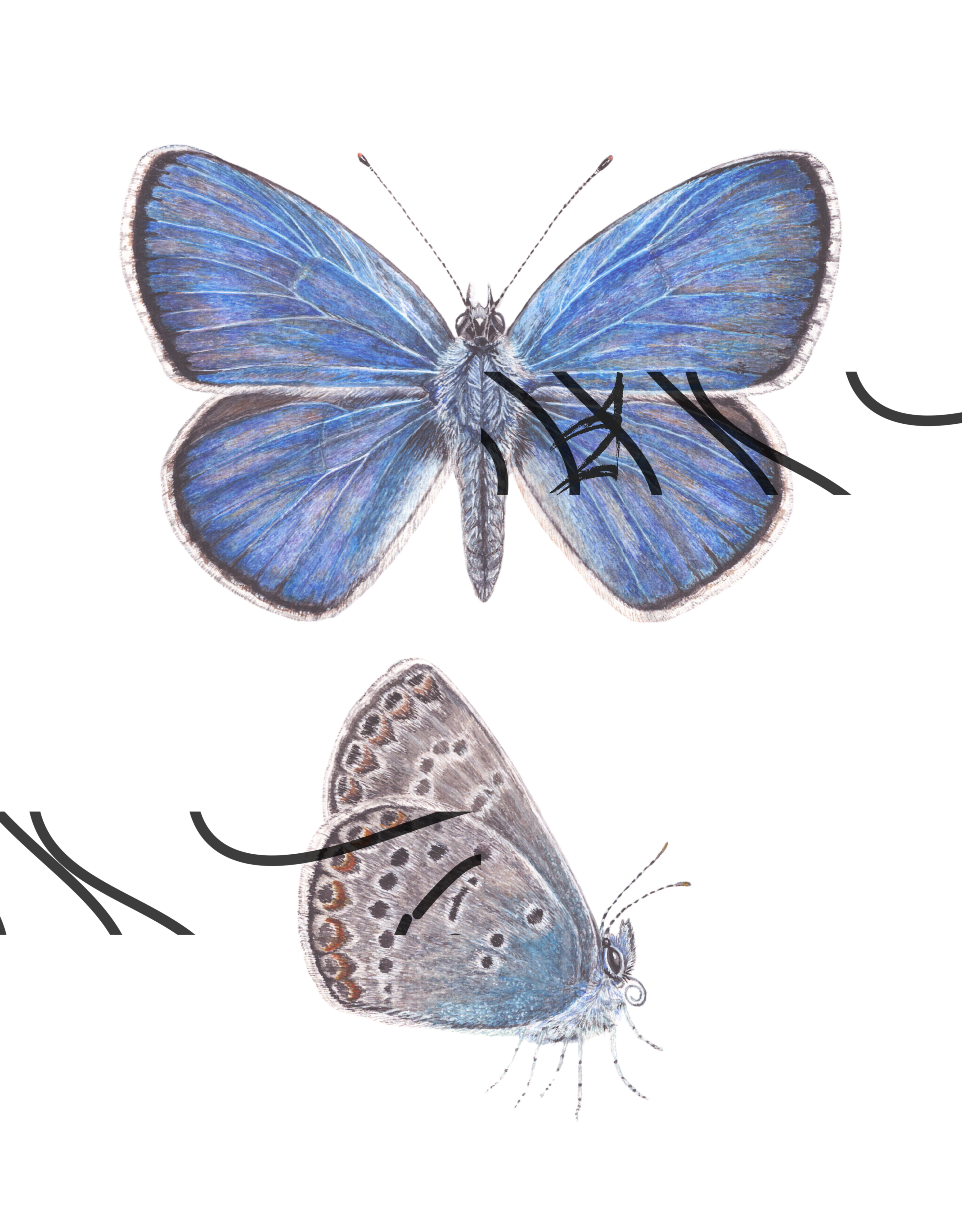 Polyommatus amandus
