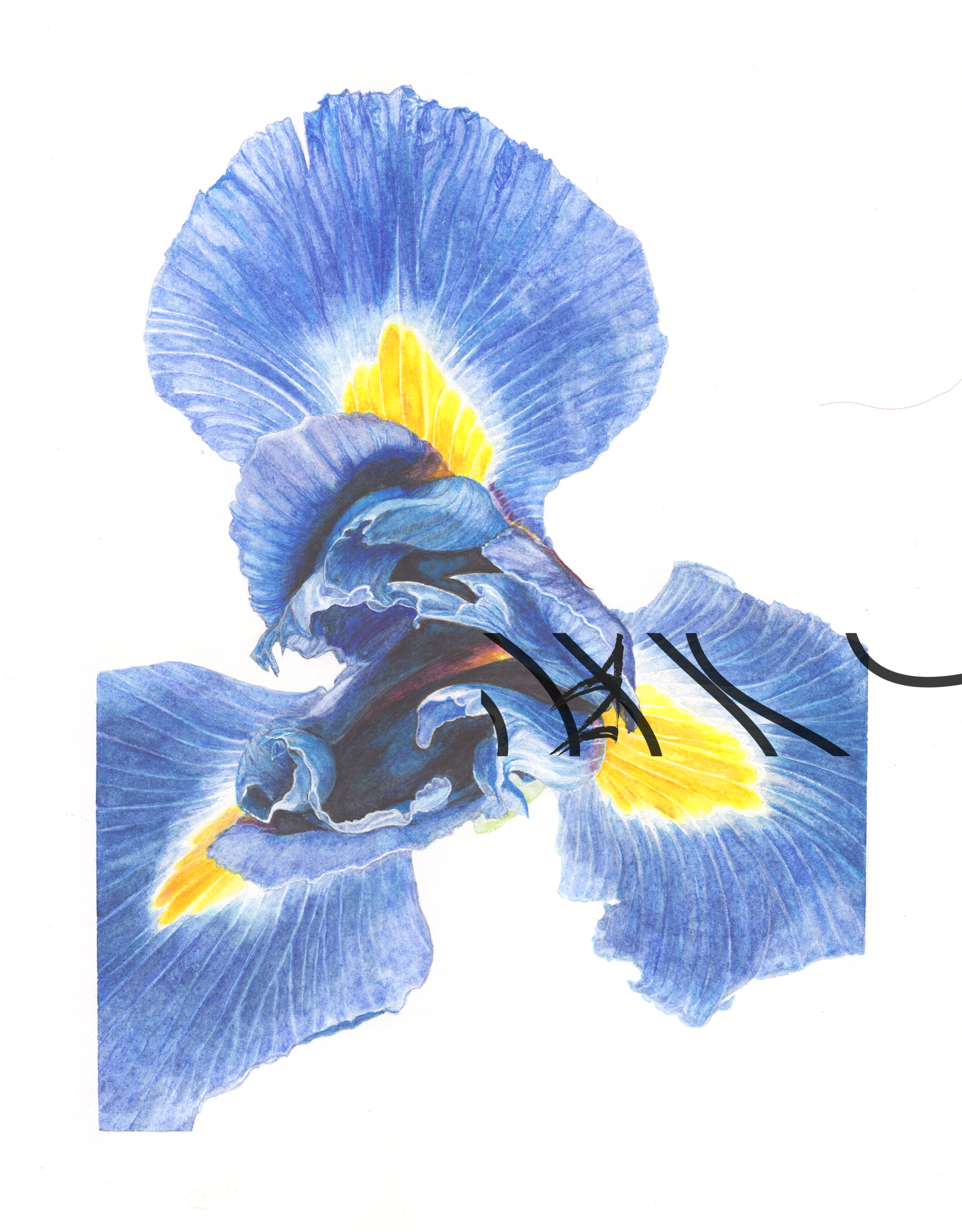 Iris × hollandica ‘Sapphire Beauty’