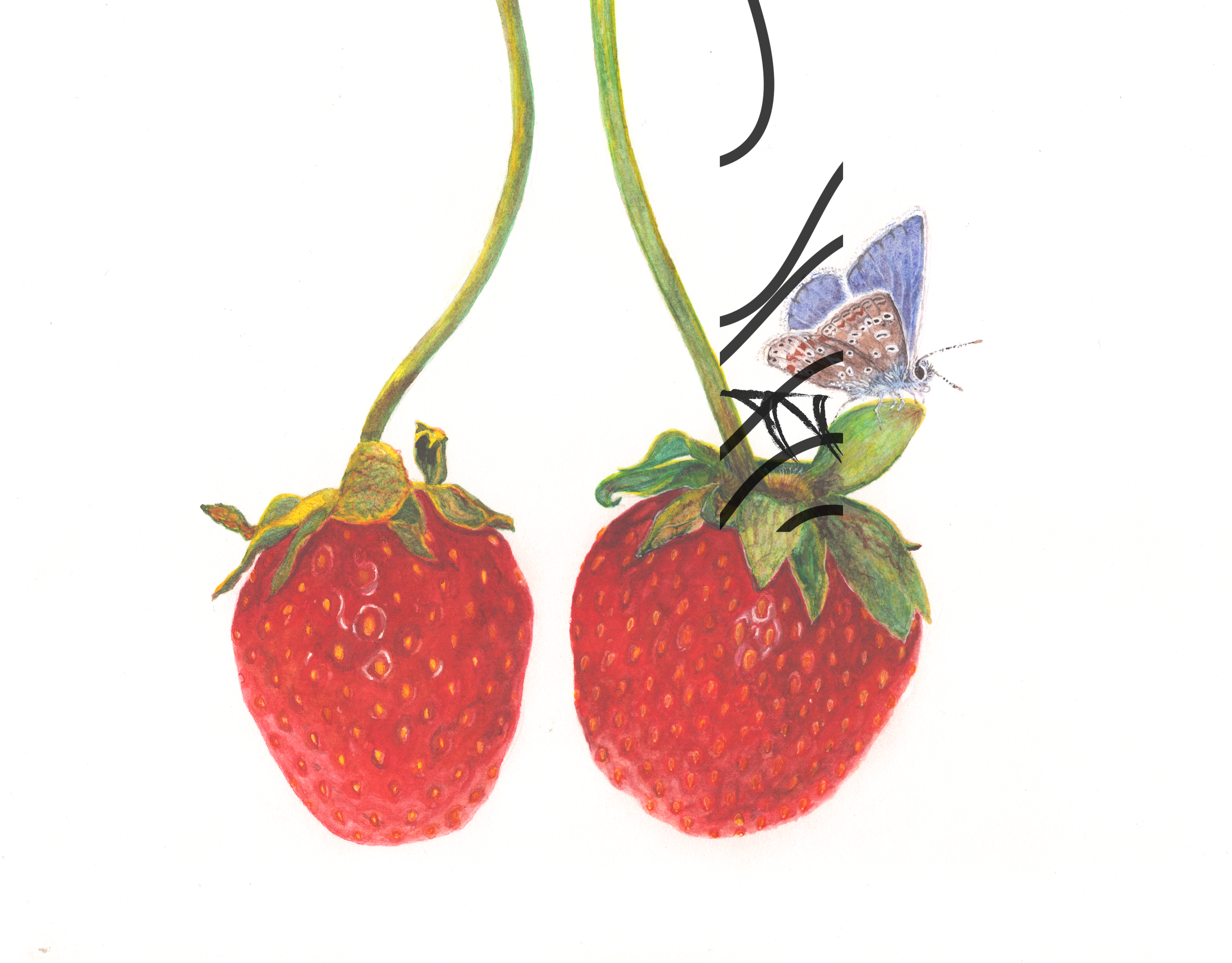 Fragaria × ananassa