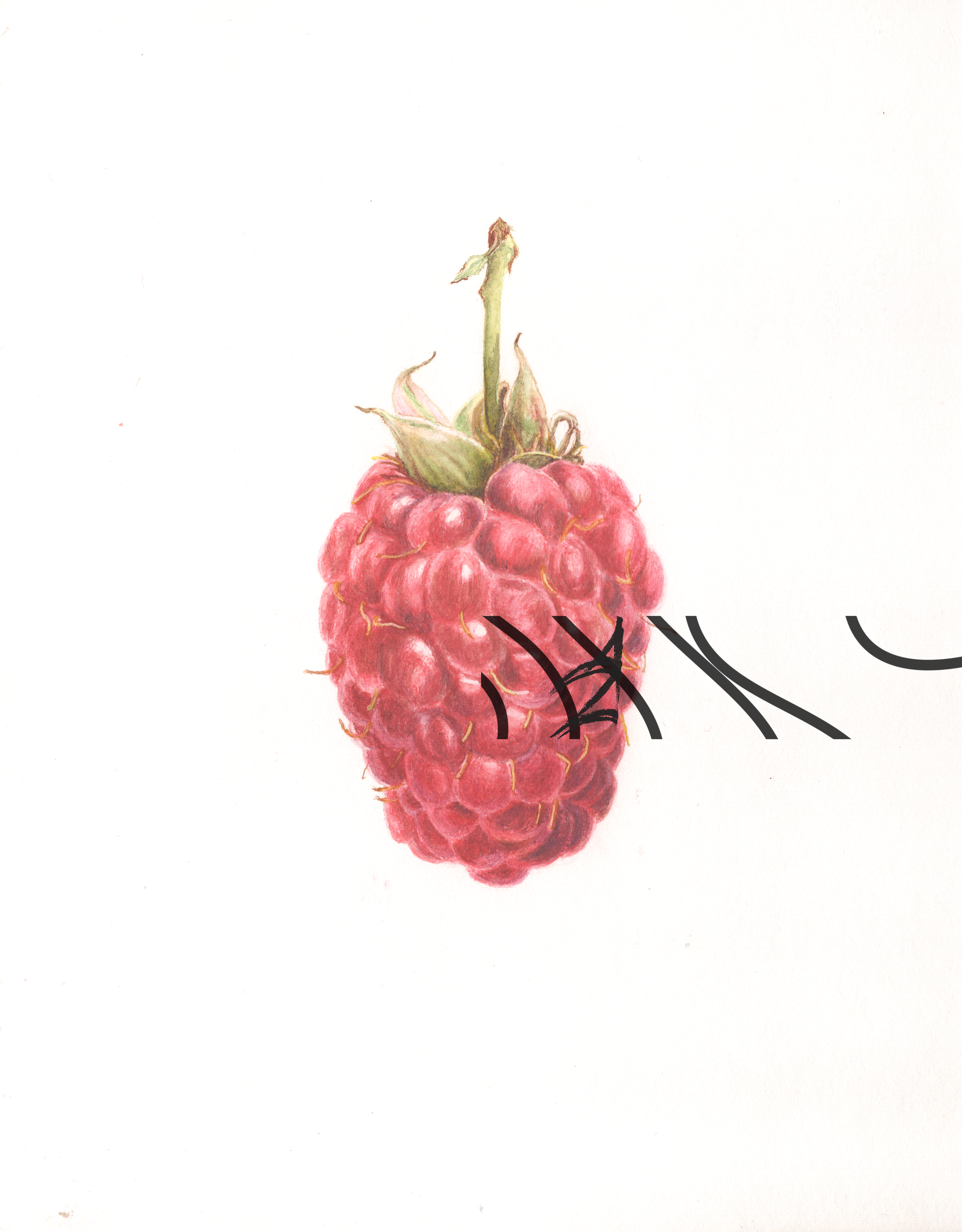 Rubus idaeus