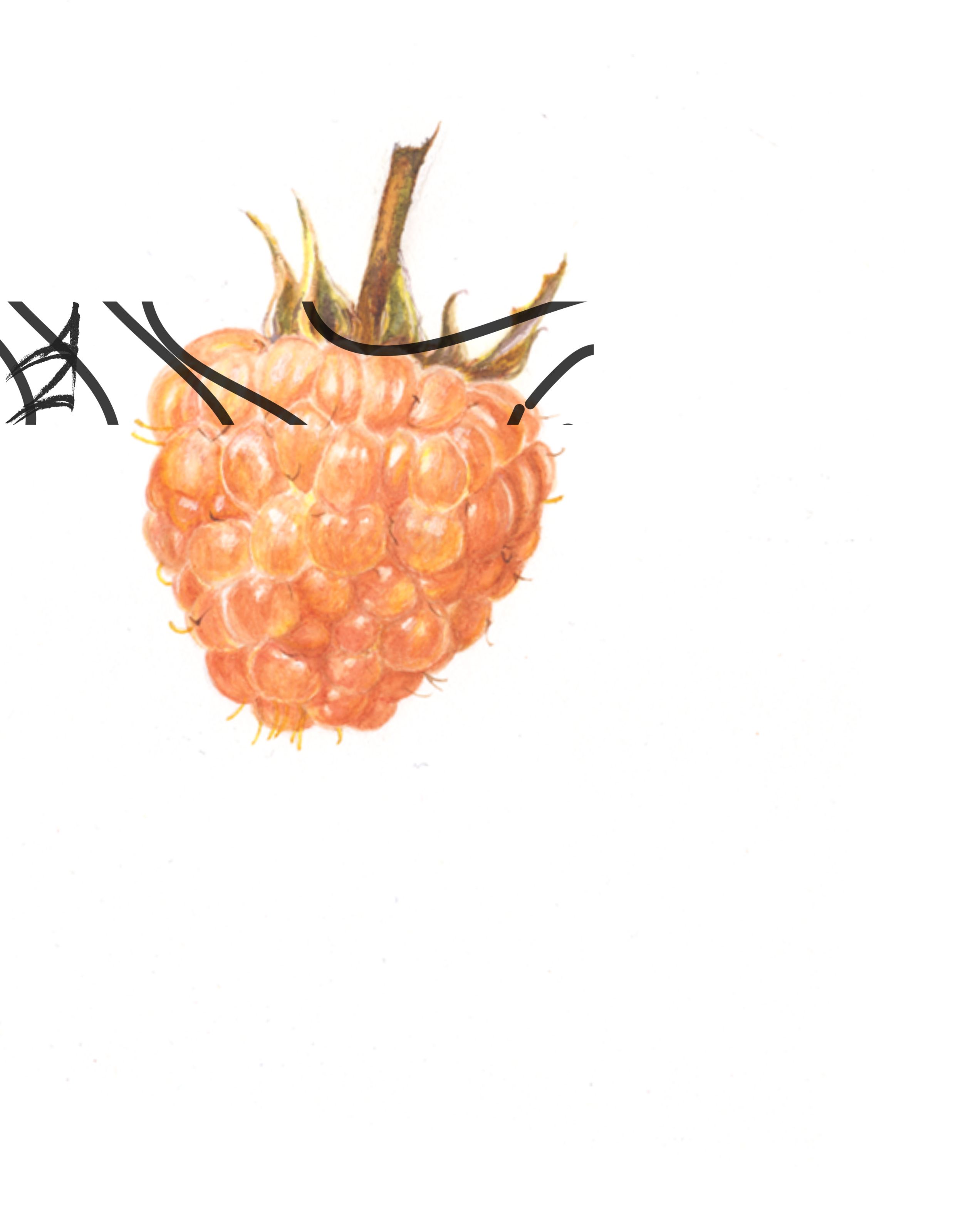 Rubus idaeus yellow