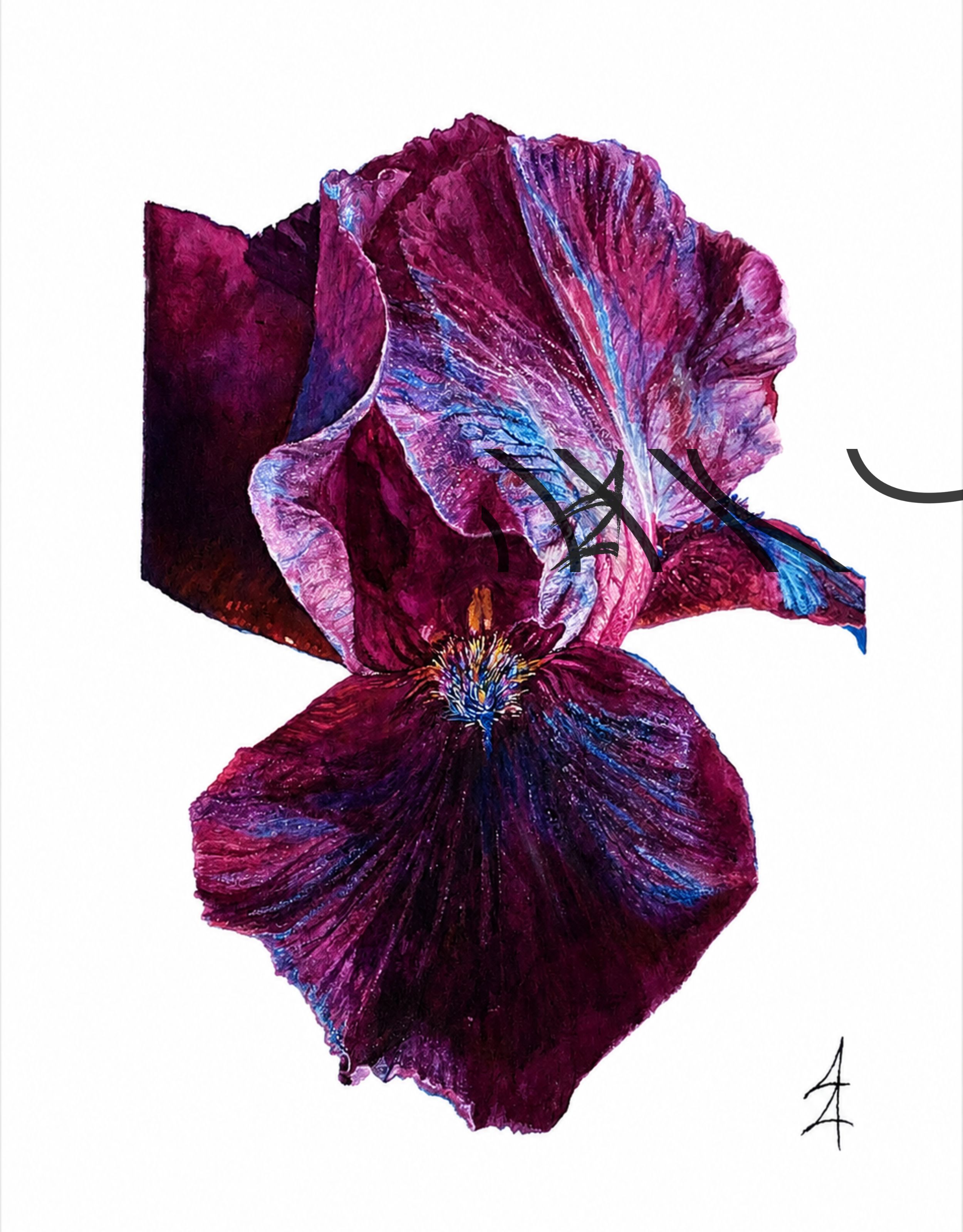Iris × germanica ‘Superstition’