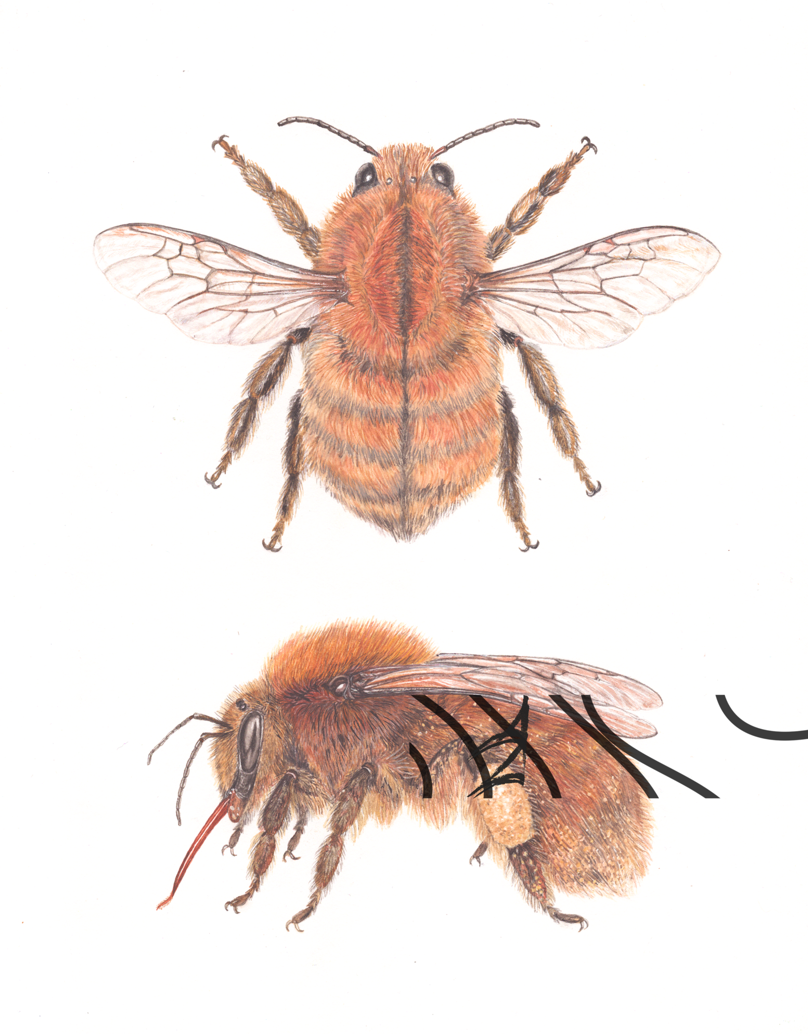 Bombus muscorum