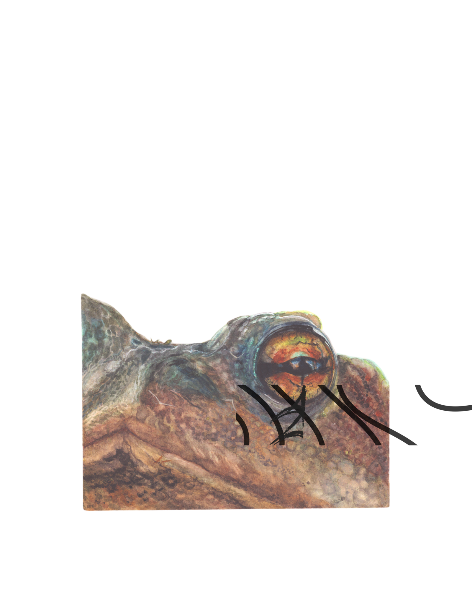 Bufo bufo