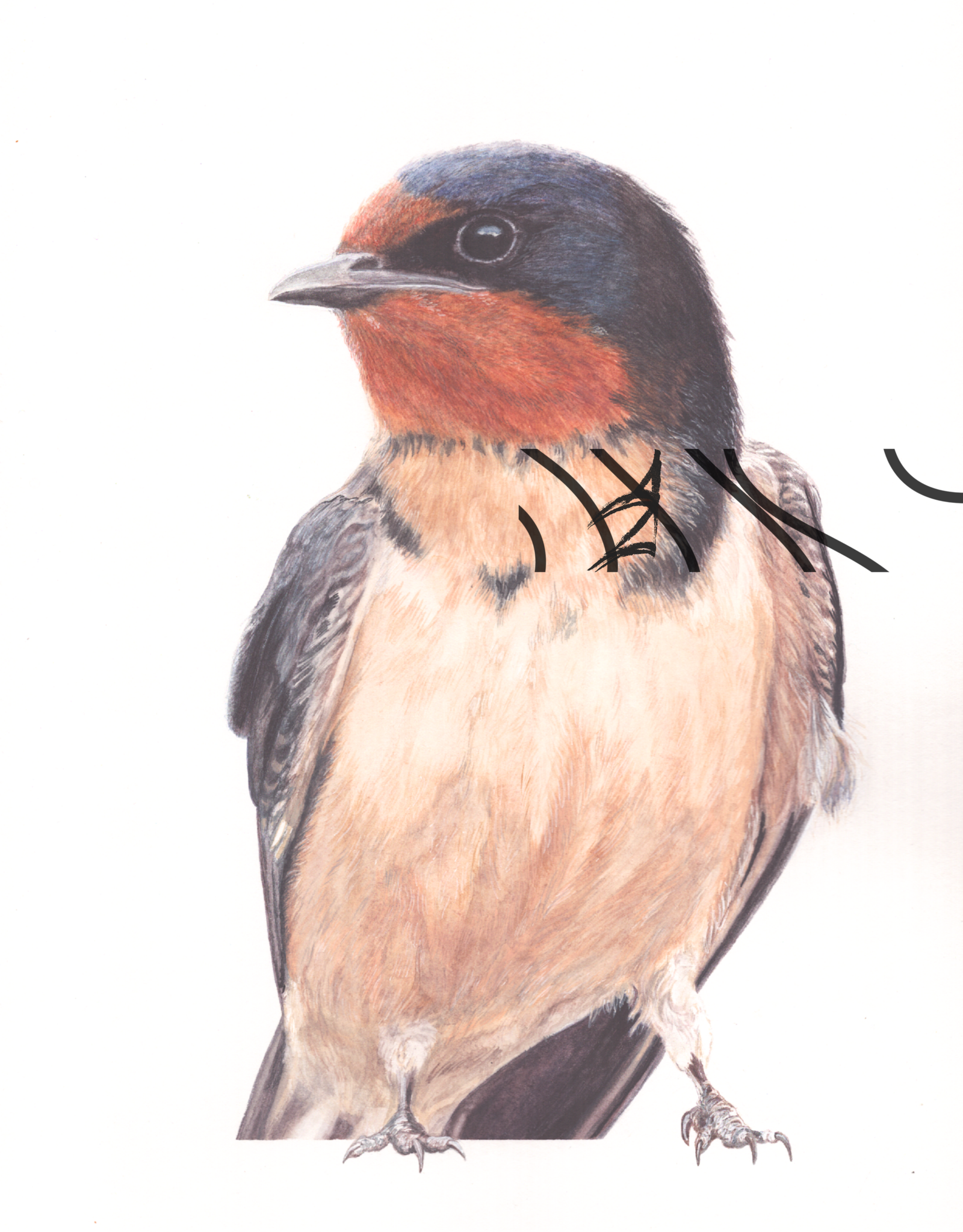 Hirundo rustica