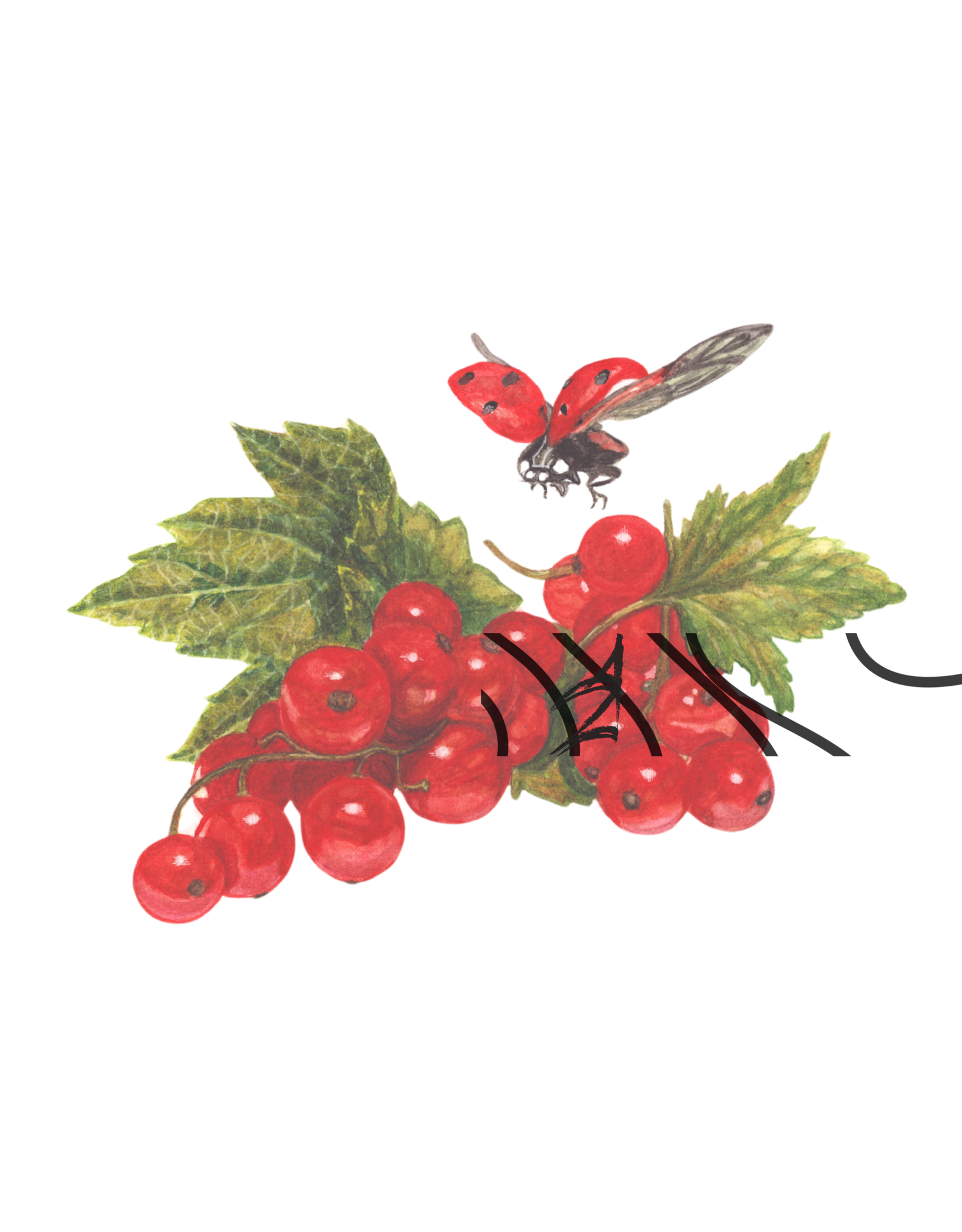 Ribes rubrum