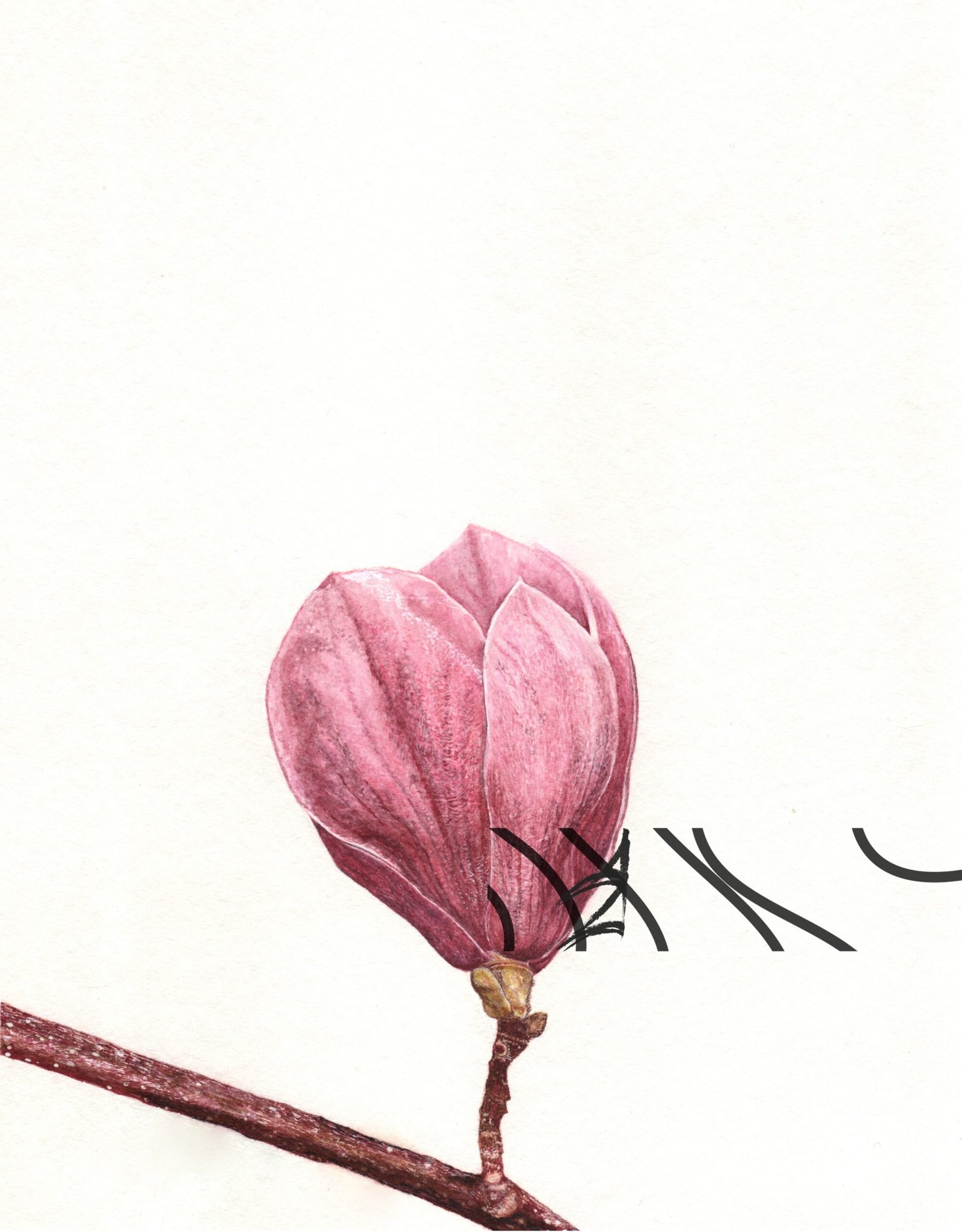 Magnolia x soulangeana