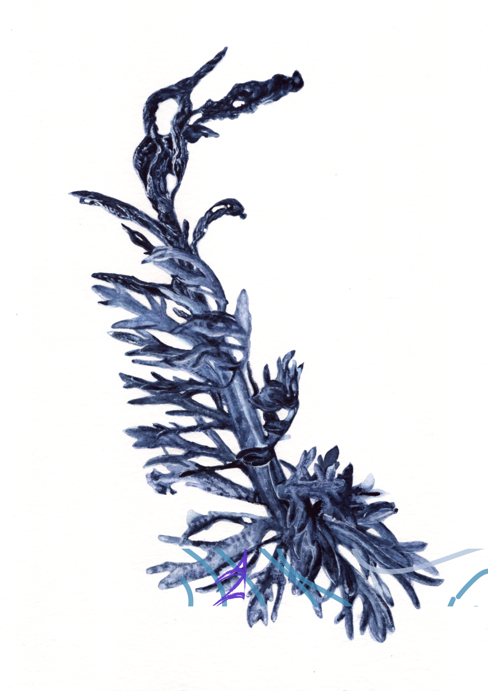 Achillea 02